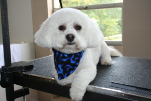 Dog Grooming in Montgomery County