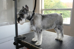 Montgomery County Dog Grooming