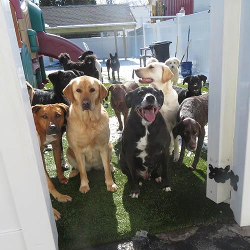 Cubby's Canine Castle Doggie Daycare Training Boarding Grooming