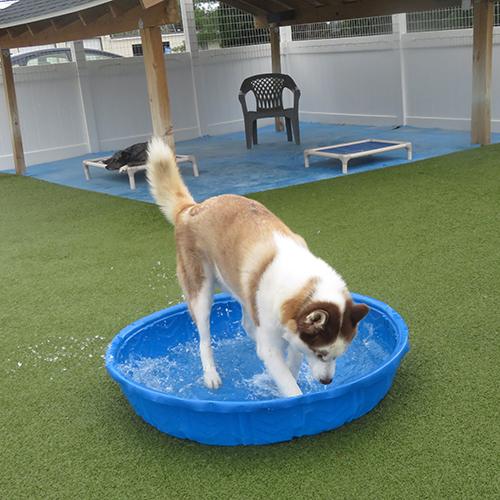 Dog Boarding | Cubby's Canine Castle | Blue Bell, PA