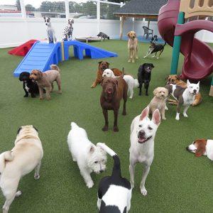 10,000 sq.ft. of outdoor play yards for doggy daycare at Cubby's