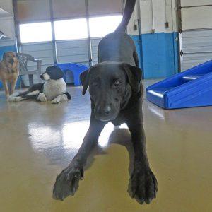 8,000 sq.ft. of indoor playrooms for doggy daycare