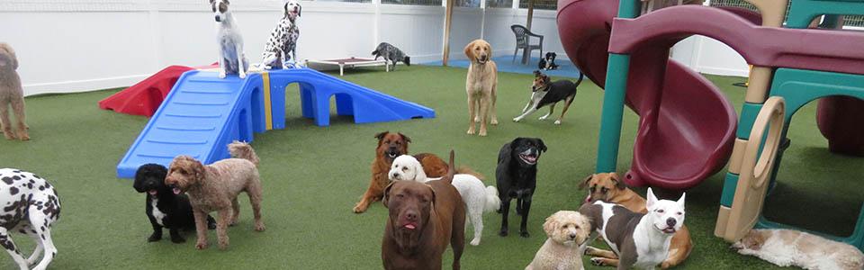 Basil the snuffle master. ￼, By Norman's Dog Day Care